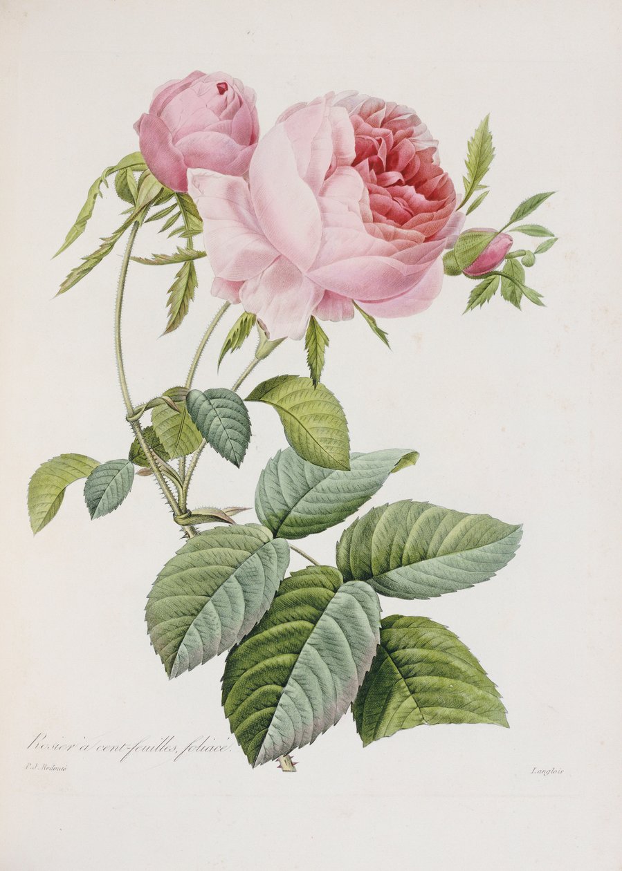 ローズ、Eustache Hyacinthe Langloisの刻印 作： ピエール・ジョゼフ・ルドゥーテ
