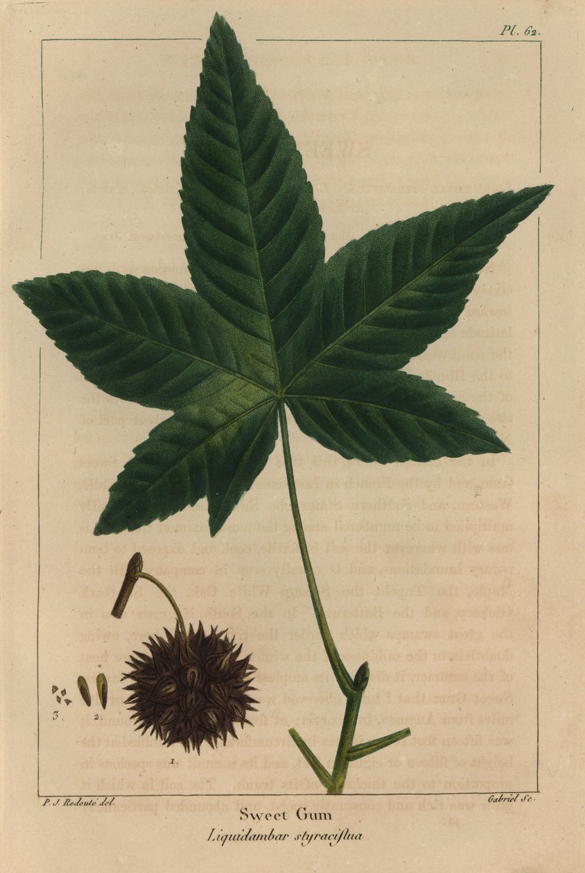 甘いゴムの木、Liquidambar styraciflua（彫刻 作： ピエール・ジョゼフ・ルドゥーテ
