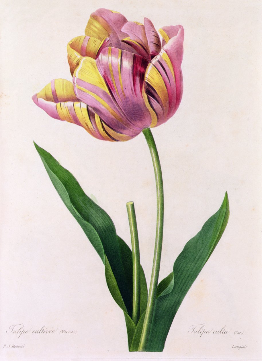 Tulipa Culta (カラー彫刻) 作： ピエール・ジョゼフ・ルドゥーテ