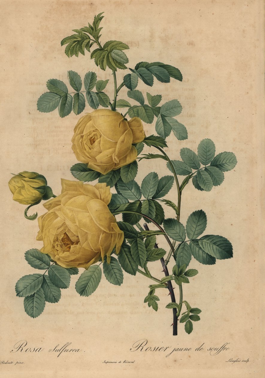 イエロー・サルファー・ローズ（Rosa hemisphaerica）。 作： ピエール・ジョゼフ・ルドゥーテ