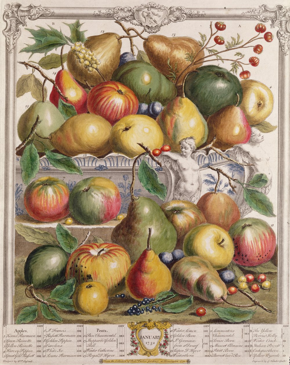 1月、「果物の12か月」より、ロバートファーバー（c.1674-1756）、Gerard Vandergucht（1696-1776）1732（色の彫刻）によって彫刻 作： ピーターカステル
