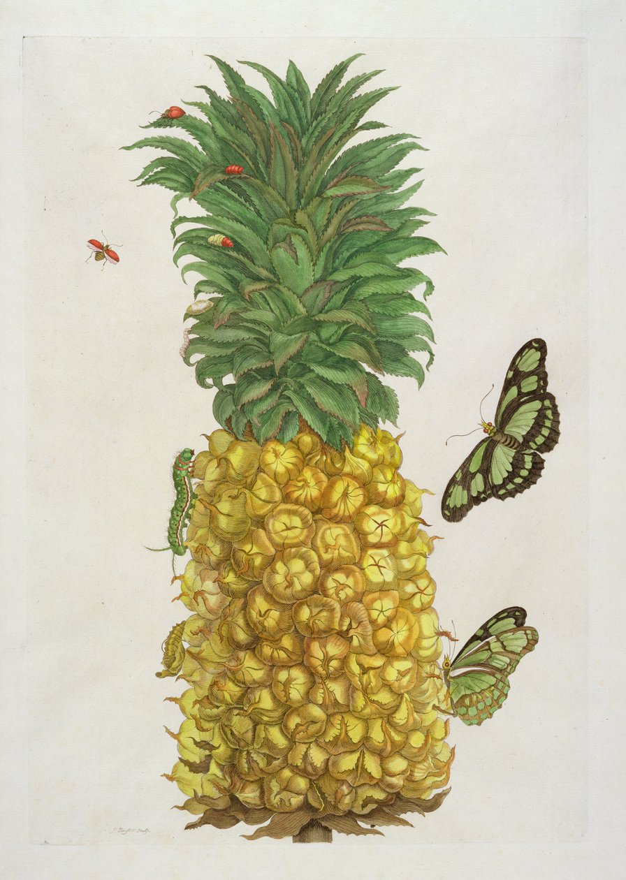 キャタピラーと蝶のパイナップル（手塗りの彫刻） 作： Pieter SluiterまたはSluyter