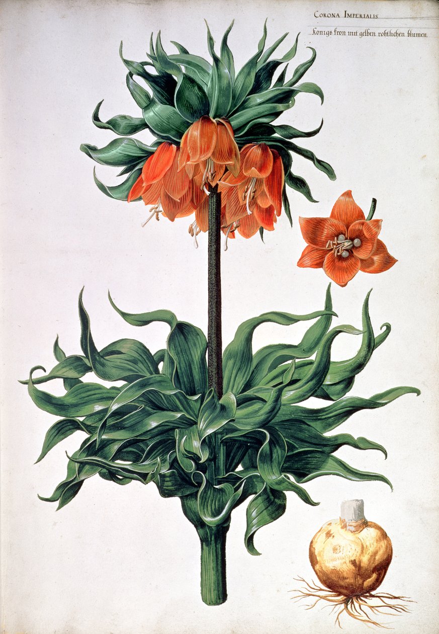 Fritillaria imperialis、c.1630 作： ピーター・ファン・コウウェンホルン