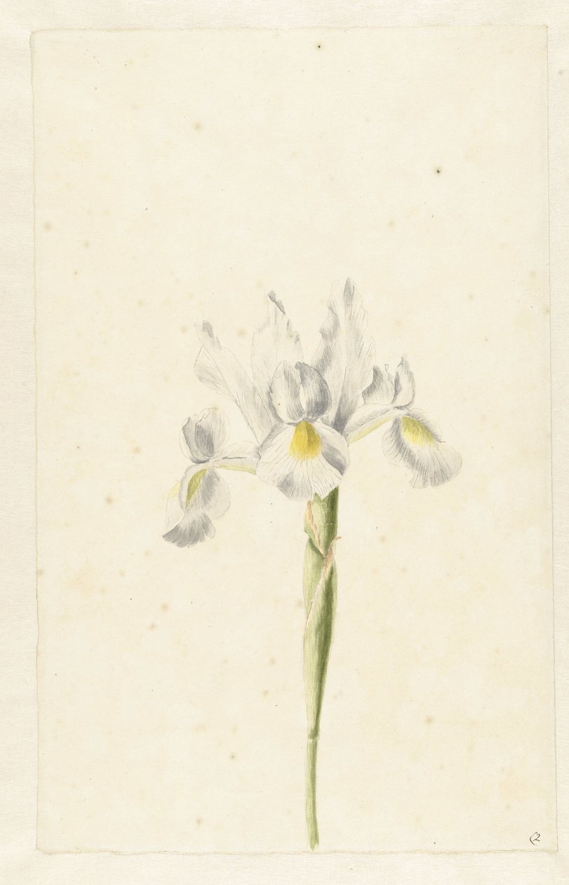 ホワイトアイリス (Iris albicans) 作： Pieter Withoos（円）