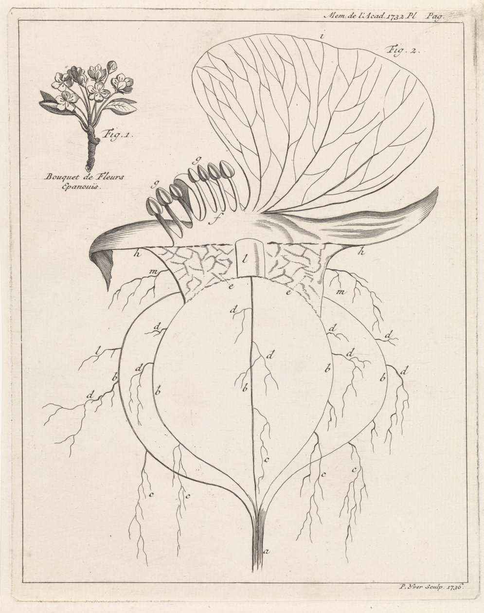 花の断面 作： Pieter Yver