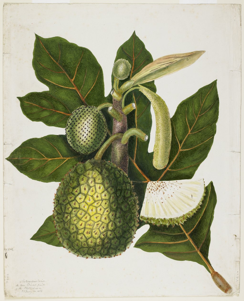 Artocarpus Incisa（フィリピンの真のブレッドフルーツ）、1866年12月 作： プリシラ・スーザン・ベリー
