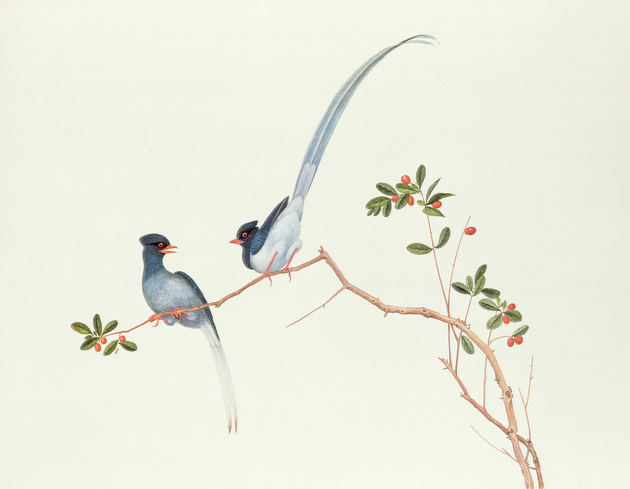 赤い請求カササギ、赤い果実のある枝に、陳肺時代（1736-96）（紙の色） 作： 清王朝の中国語学校