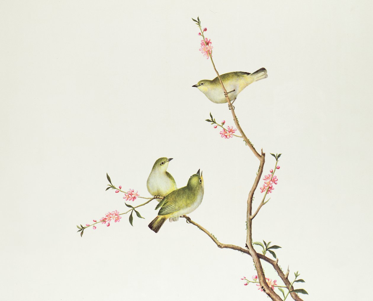 白目鳥、チエンルン時代（1736-1796）（紙の色） 作： 清王朝の中国語学校