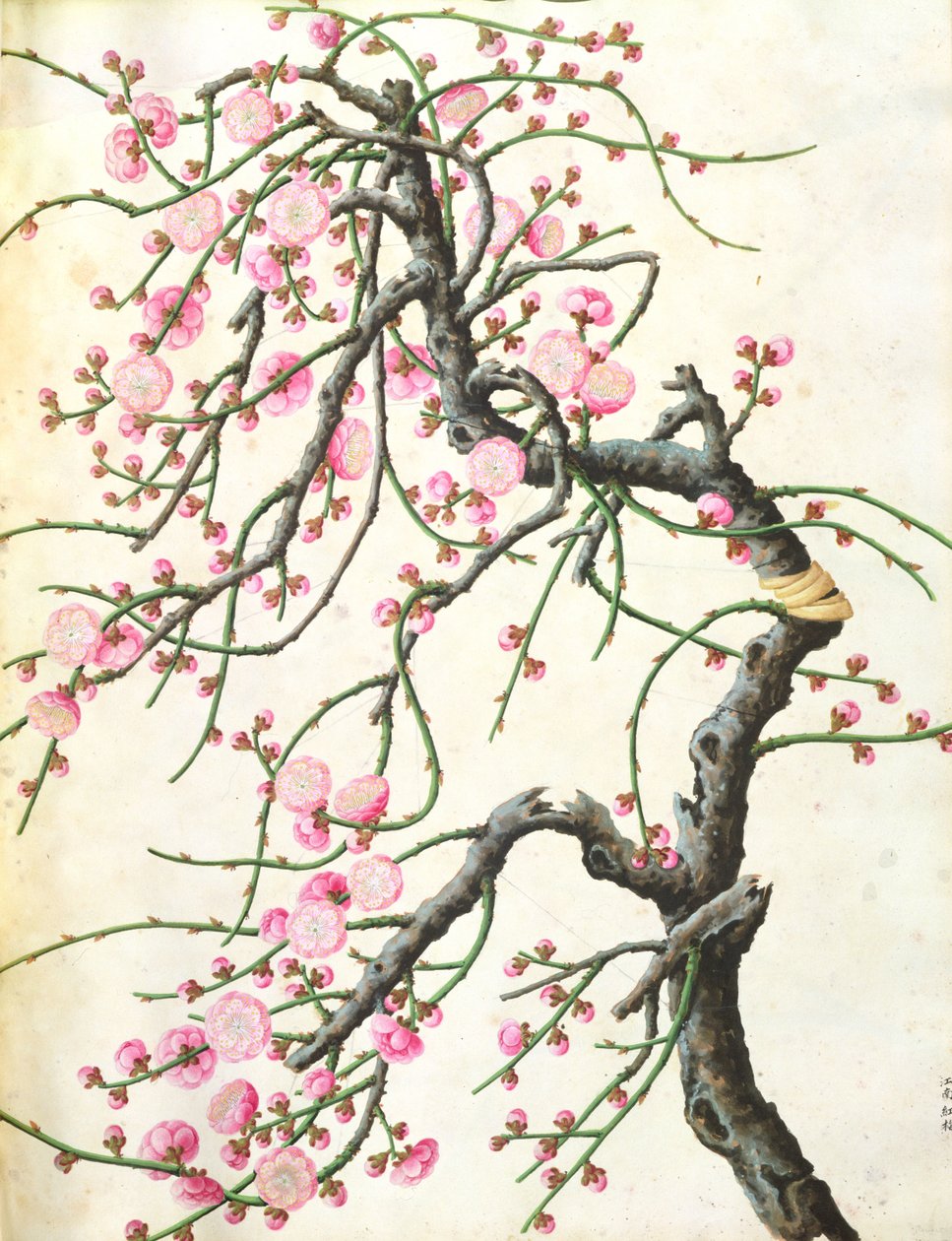 桃の花（紙の色） 作： 清王朝の中国語学校