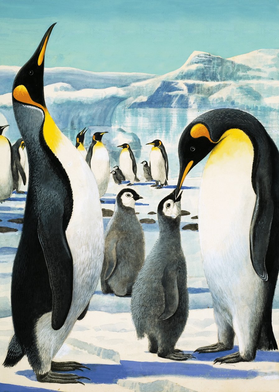 キング・ペンギン 作： RBデイビス