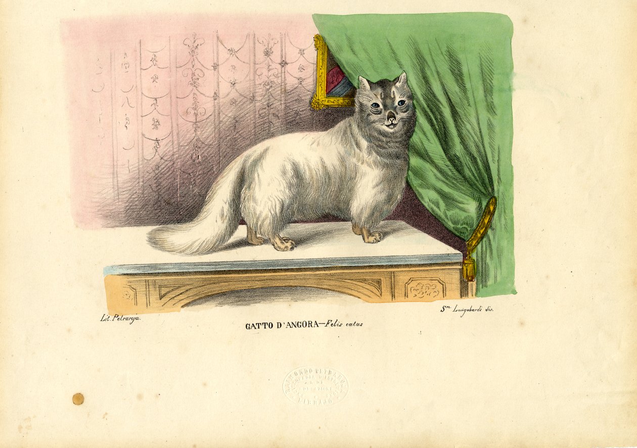 アンゴラ猫、1863-79 作： ライムンドペトラロイア