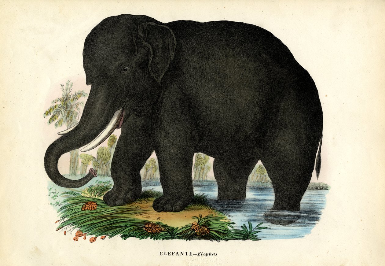 アジアゾウ、1863-79 作： ライムンドペトラロイア