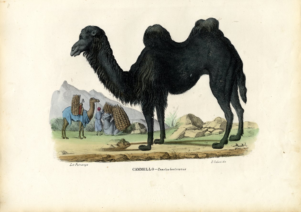 バクトリアンキャメル、1863-79 作： ライムンドペトラロイア