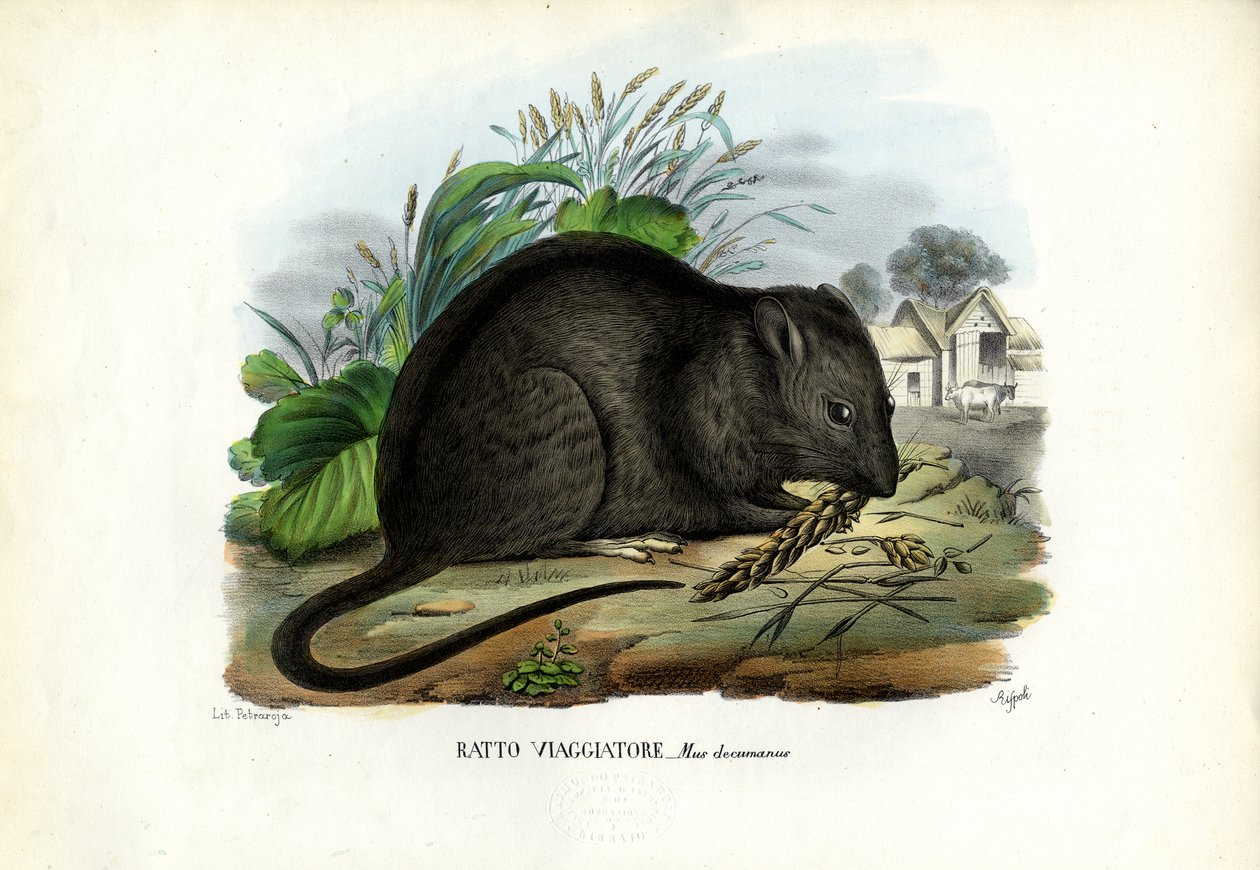 ブラウンラット、1863-79 作： ライムンドペトラロイア