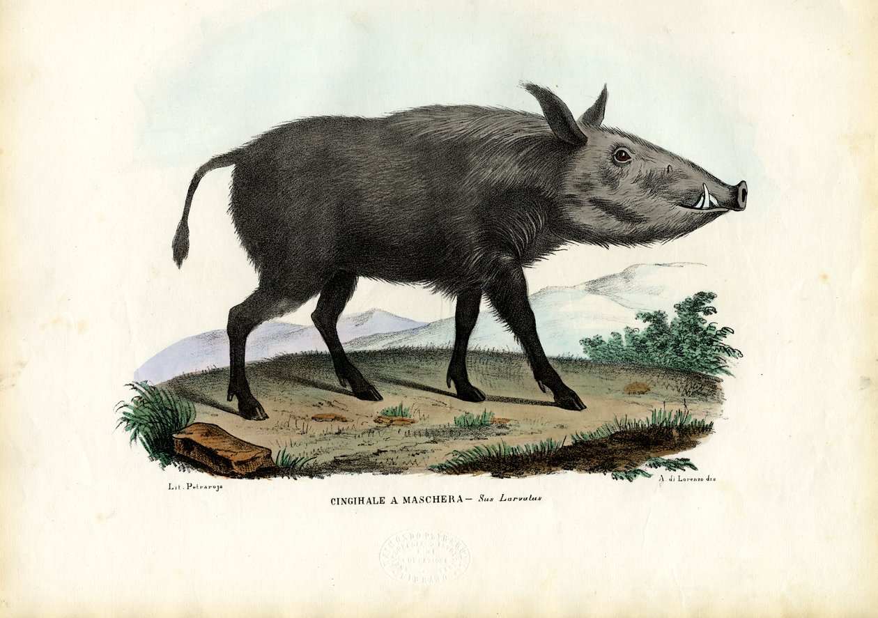 Bushpig、1863-79 作： ライムンドペトラロイア