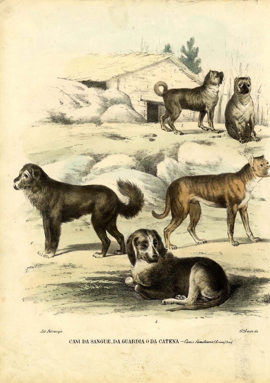 犬、1863-79 作： ライムンドペトラロイア