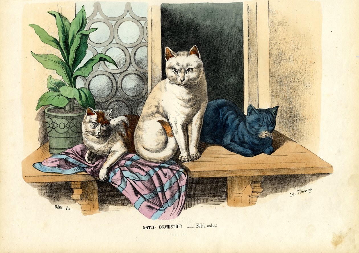 飼い猫、1863-79 作： ライムンドペトラロイア