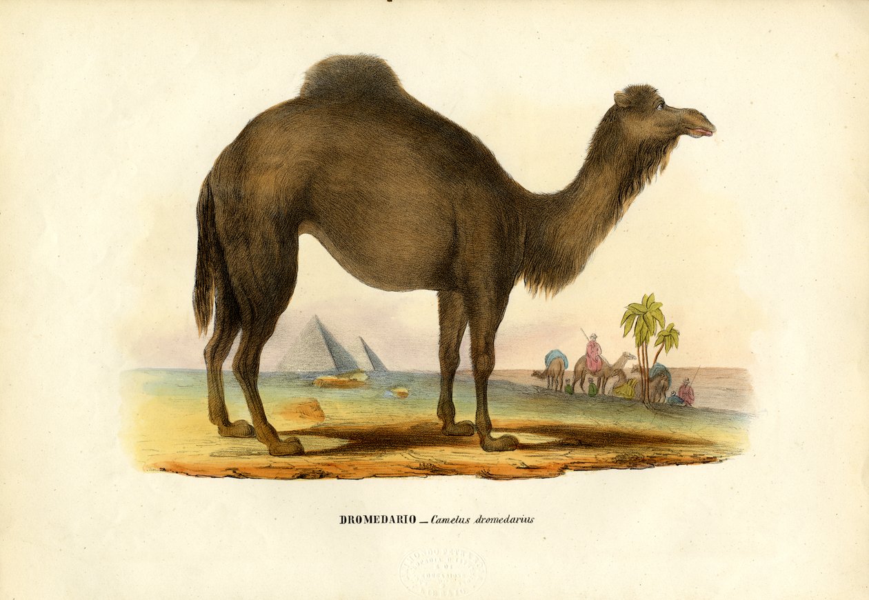 ヒトコブラクダ、1863-79 作： ライムンドペトラロイア