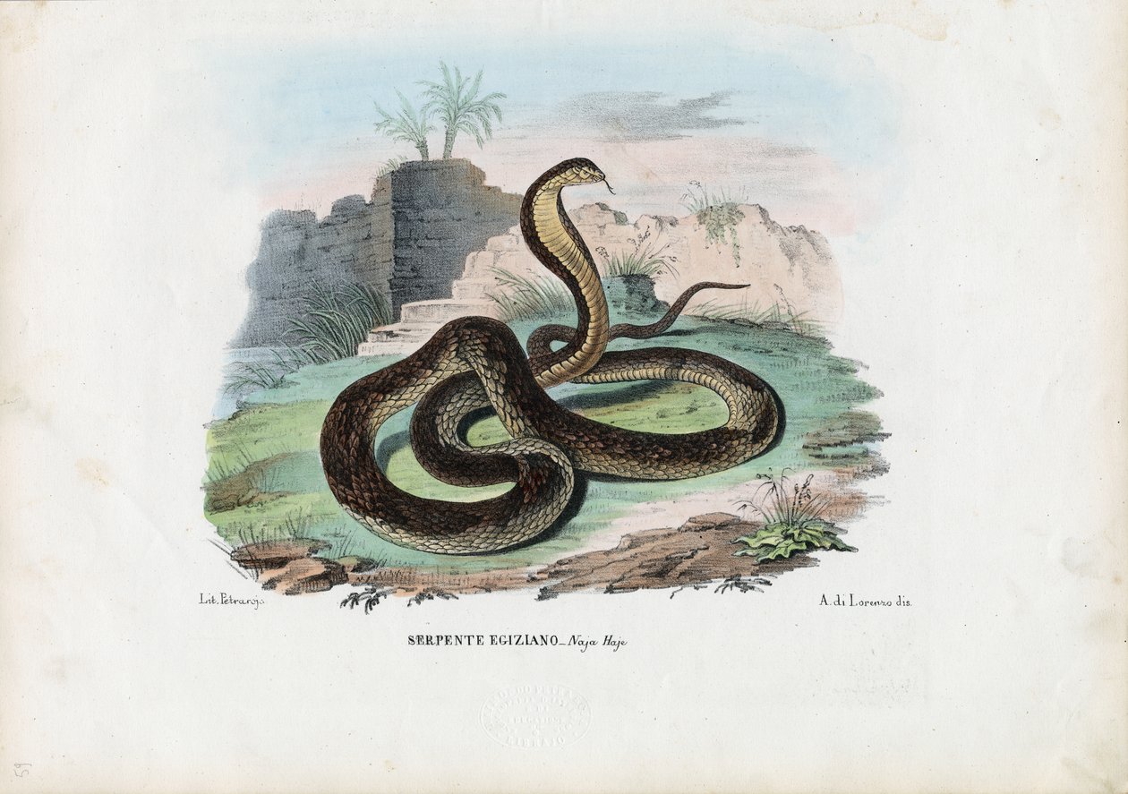 エジプトのコブラ、1863-79 作： ライムンドペトラロイア