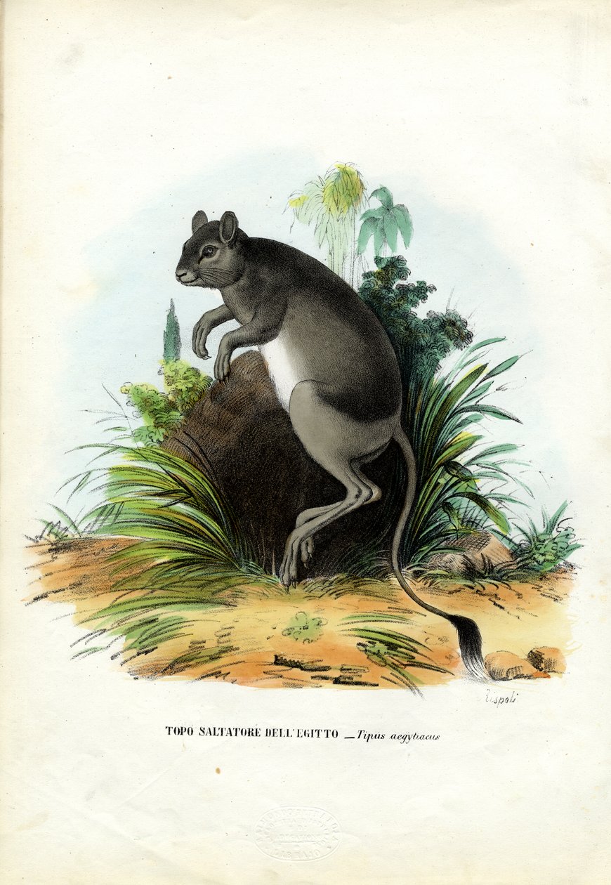 大エジプトのジャーボア、1863-79 作： ライムンドペトラロイア