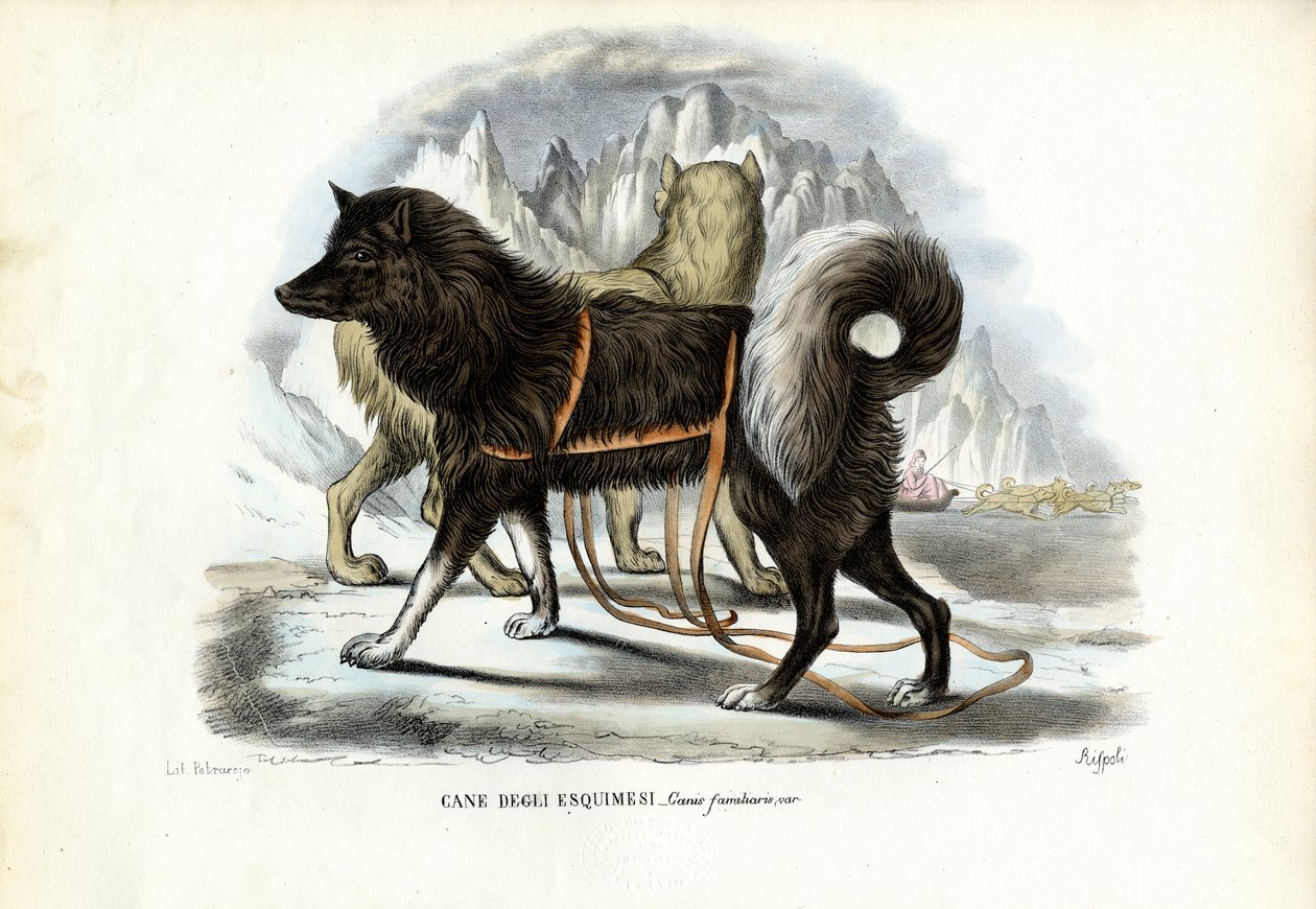 イヌイットそり犬、1863-79 作： ライムンドペトラロイア
