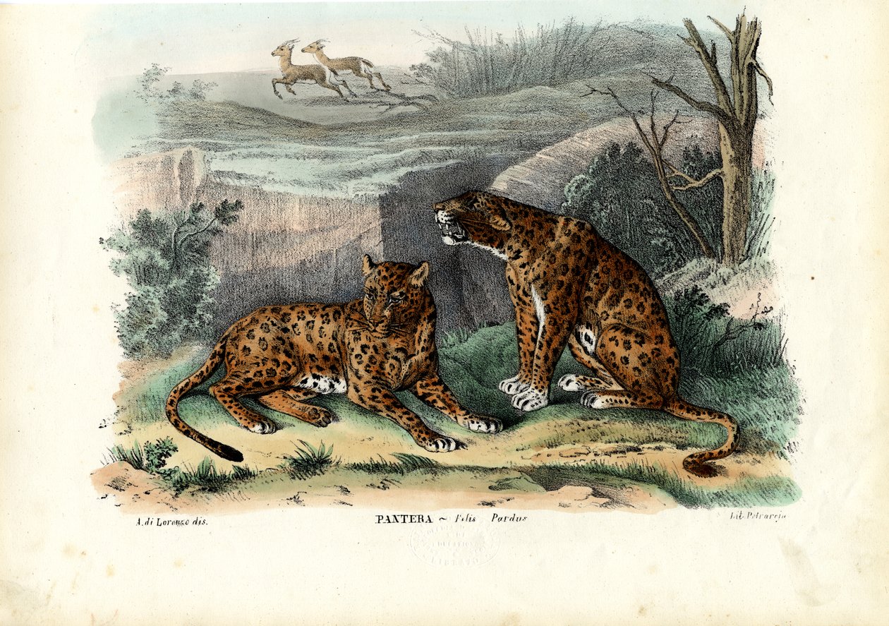 ヒョウ、1863-79 作： ライムンドペトラロイア