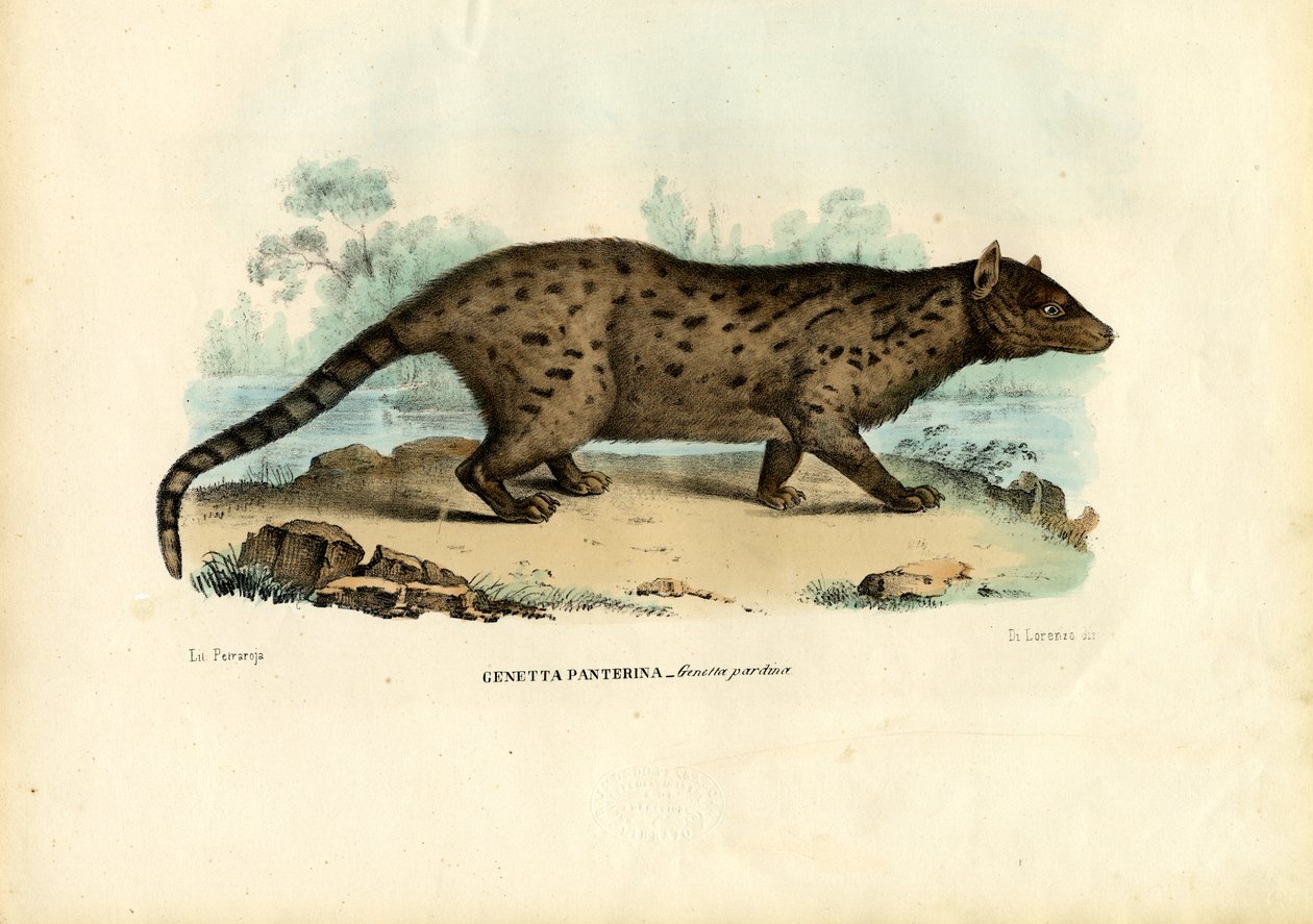 Pardine Genet、1863-79 作： ライムンドペトラロイア