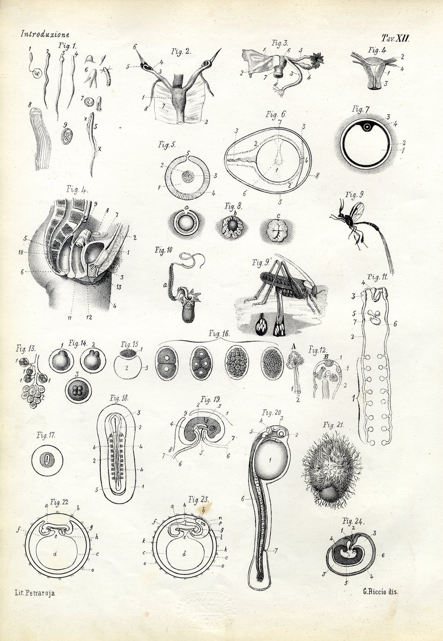 生殖器官、1863-79 作： ライムンドペトラロイア