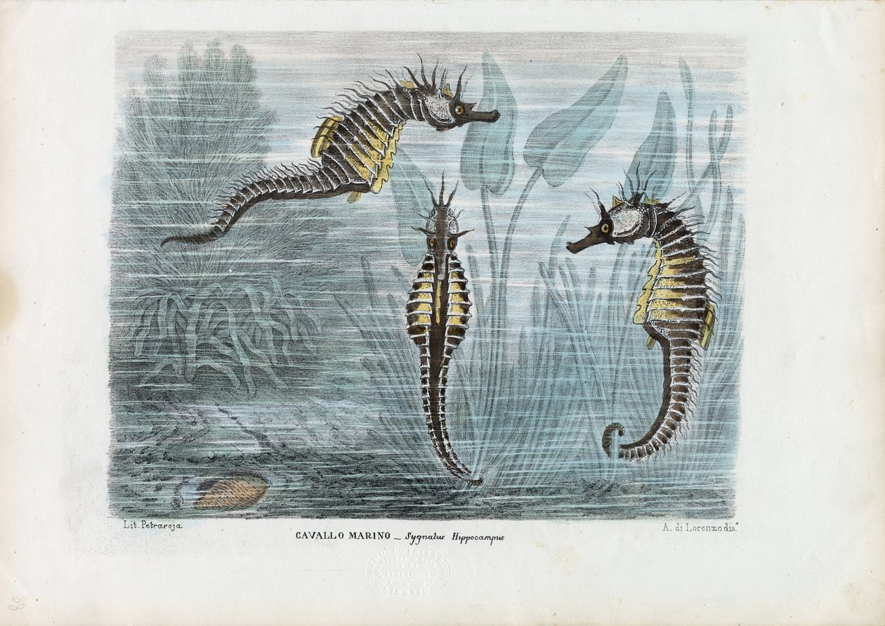 タツノオトシゴ、1863-79 作： ライムンドペトラロイア