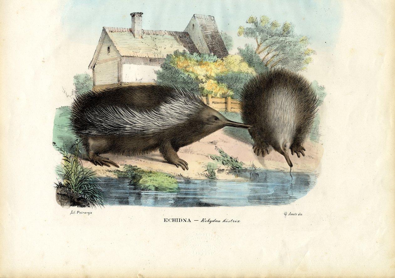 ショートビークエキドナ、1863-79 作： ライムンドペトラロイア