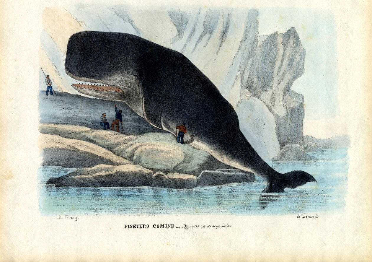 マッコウクジラ、1863-79 作： ライムンドペトラロイア
