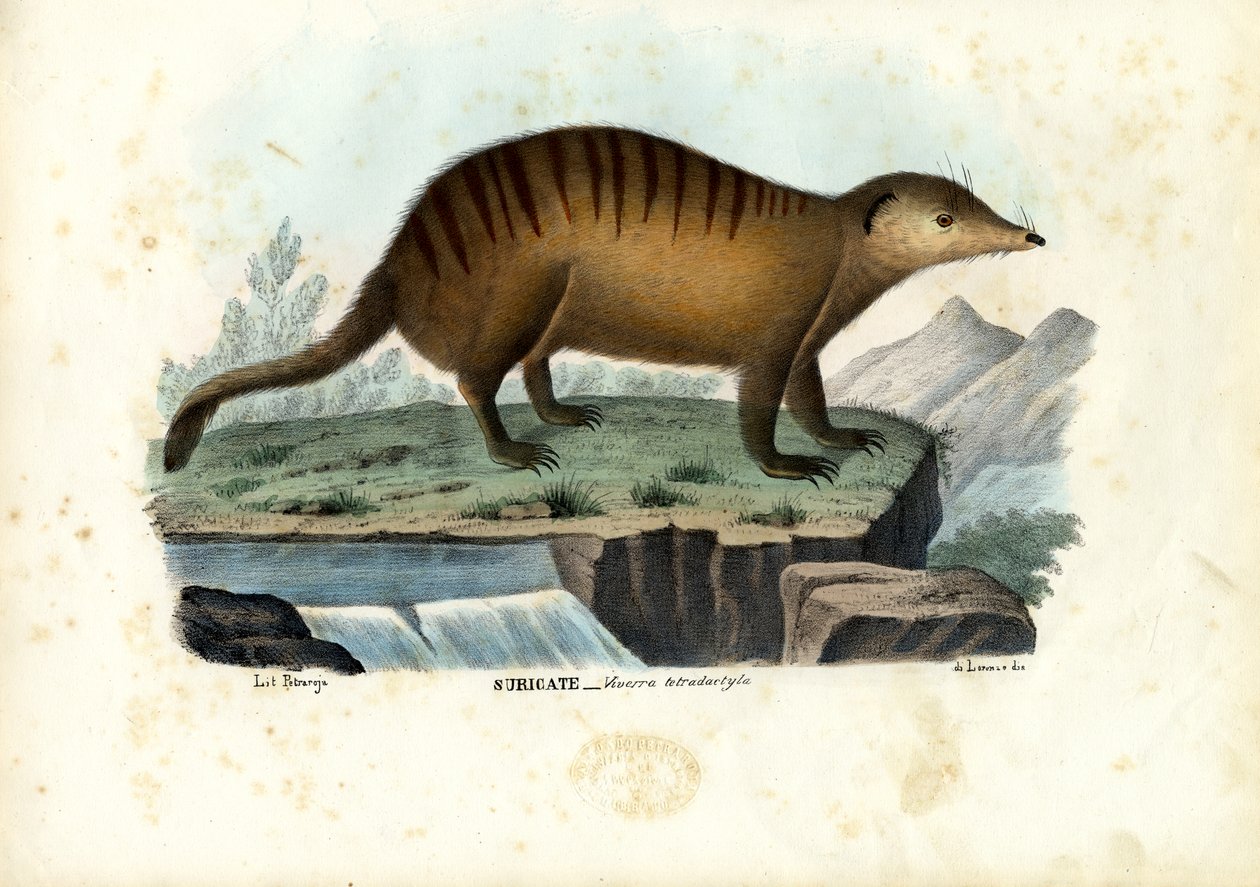 Suricate、1863-79 作： ライムンドペトラロイア