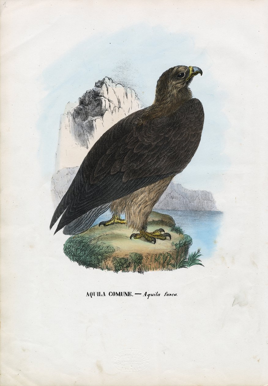 タウニー・イーグル、1863-79 作： ライムンドペトラロイア