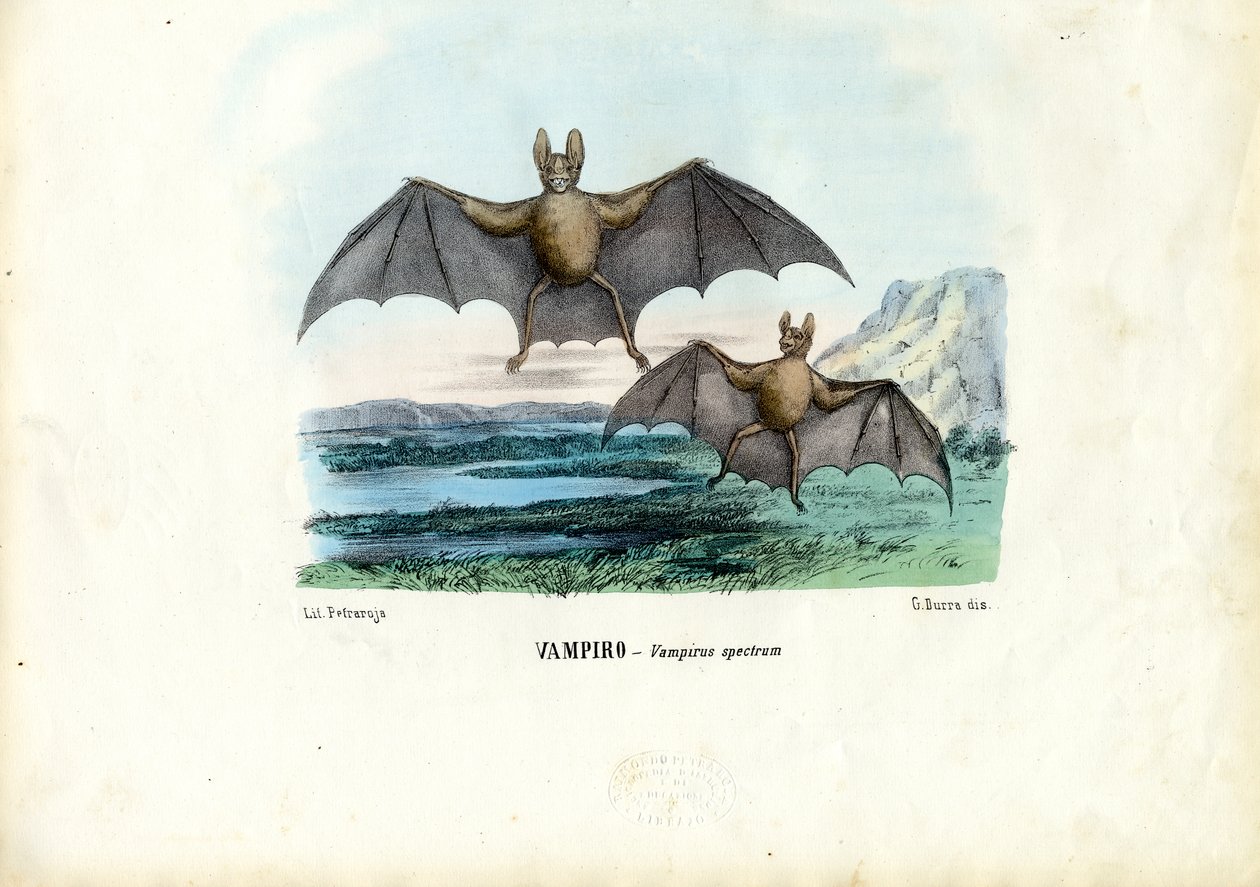 吸血コウモリ、1863-79 作： ライムンドペトラロイア