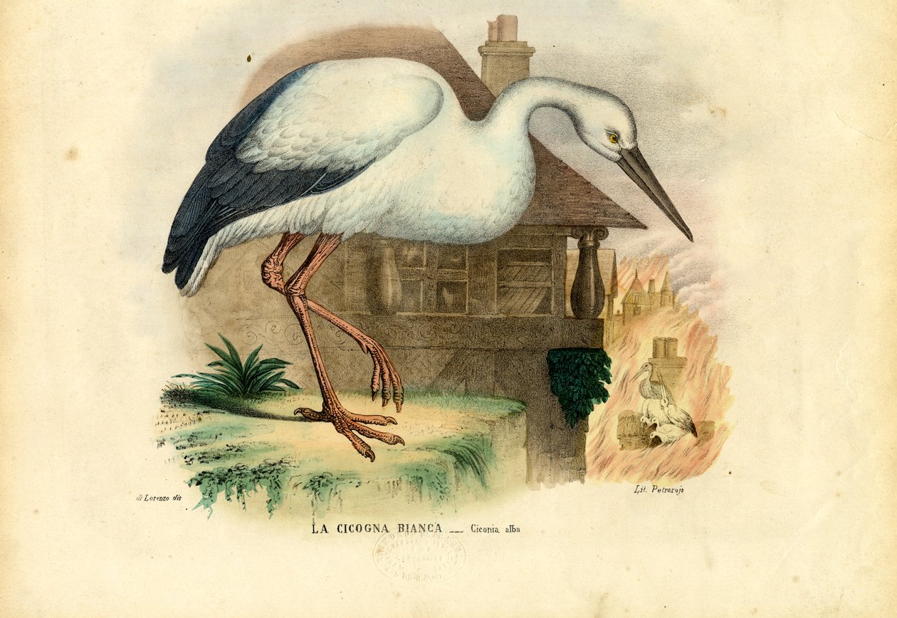 コウノトリ、1863-79 作： ライムンドペトラロイア