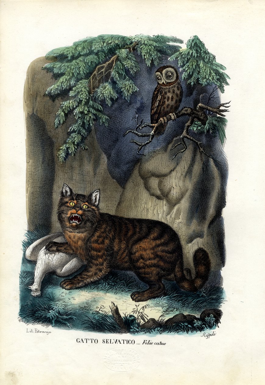 山猫、1863-79 作： ライムンドペトラロイア