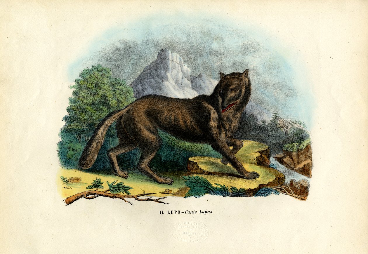 オオカミ、1863-79 作： ライムンドペトラロイア