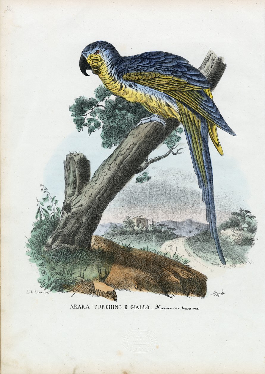 青と黄色のコンゴウインコ、1863-79 作： ライムンドペトラロイア