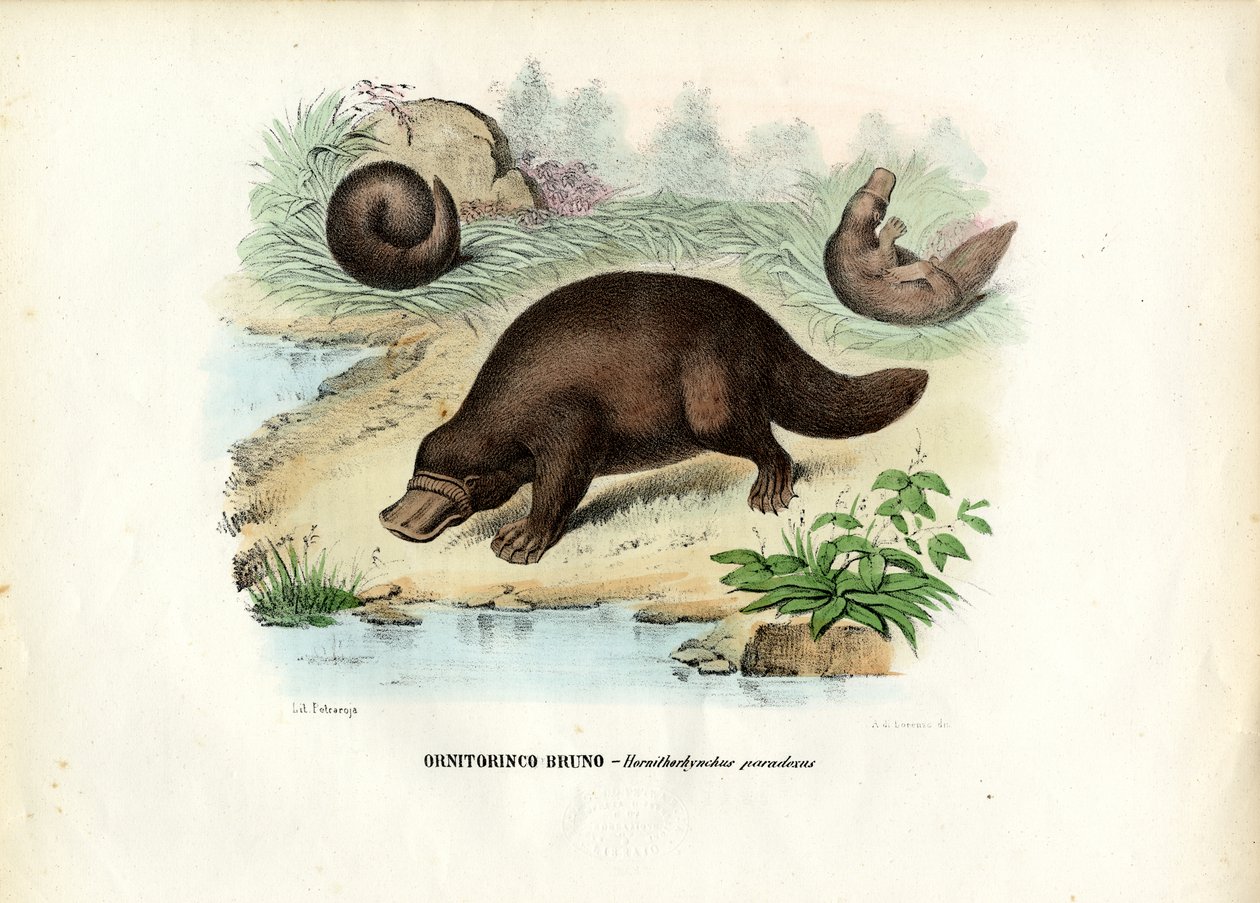 アヒル請求のカモノハシ、1863-79 作： ライムンドペトラロイア