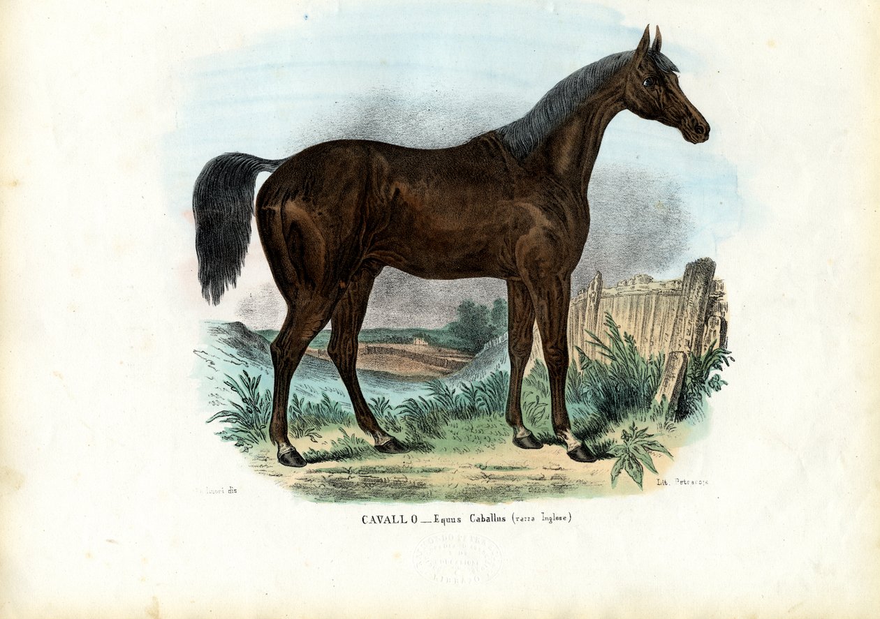 イギリスの馬、1863-79 作： ライムンドペトラロイア
