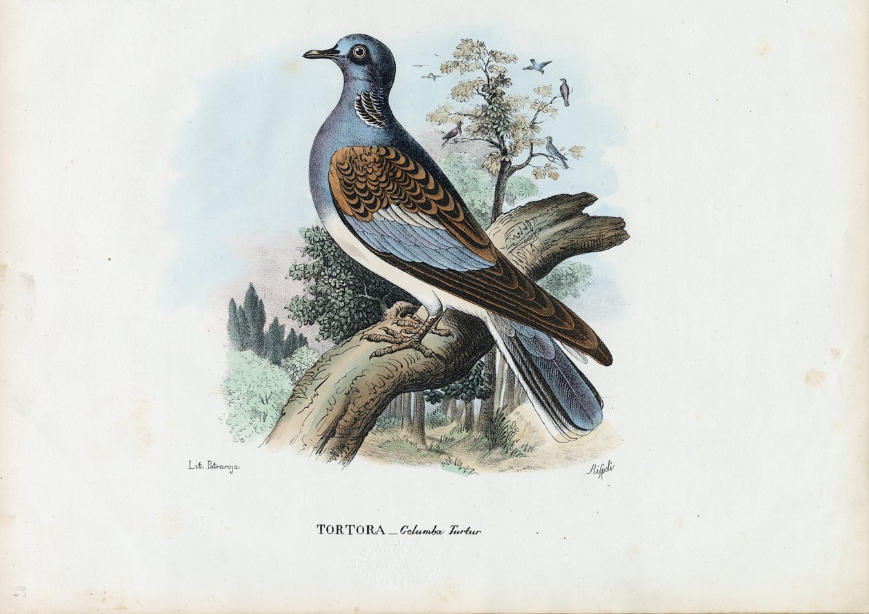 ヨーロッパのカメ鳩、1863-79 作： ライムンドペトラロイア