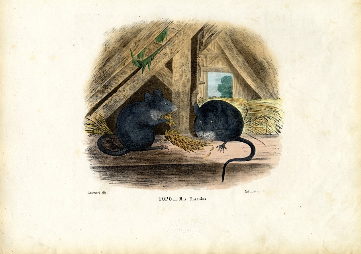 ハウスマウス、1863-79 作： ライムンドペトラロイア
