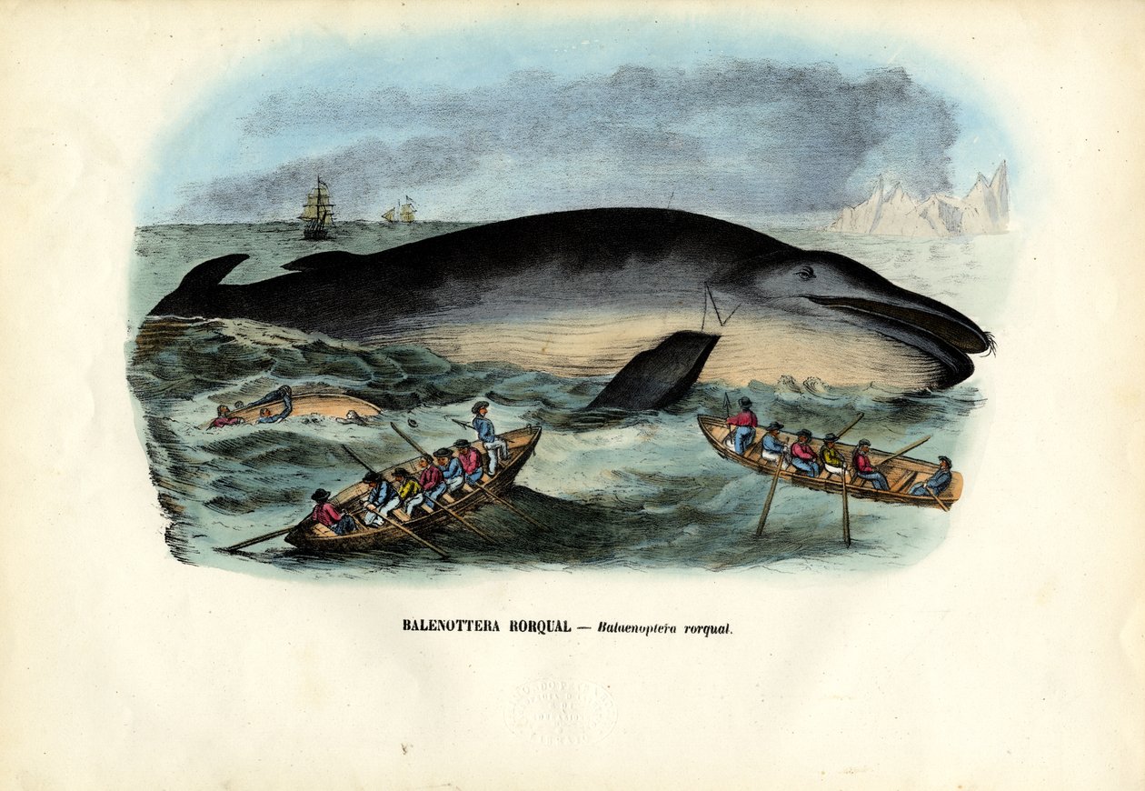ザトウクジラ、1863-79 作： ライムンドペトラロイア