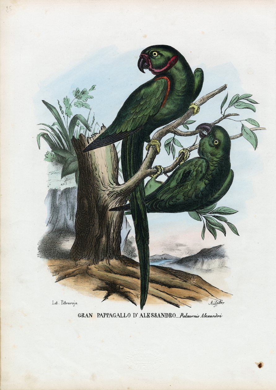 ローズリングのParekeet、1863-79 作： ライムンドペトラロイア