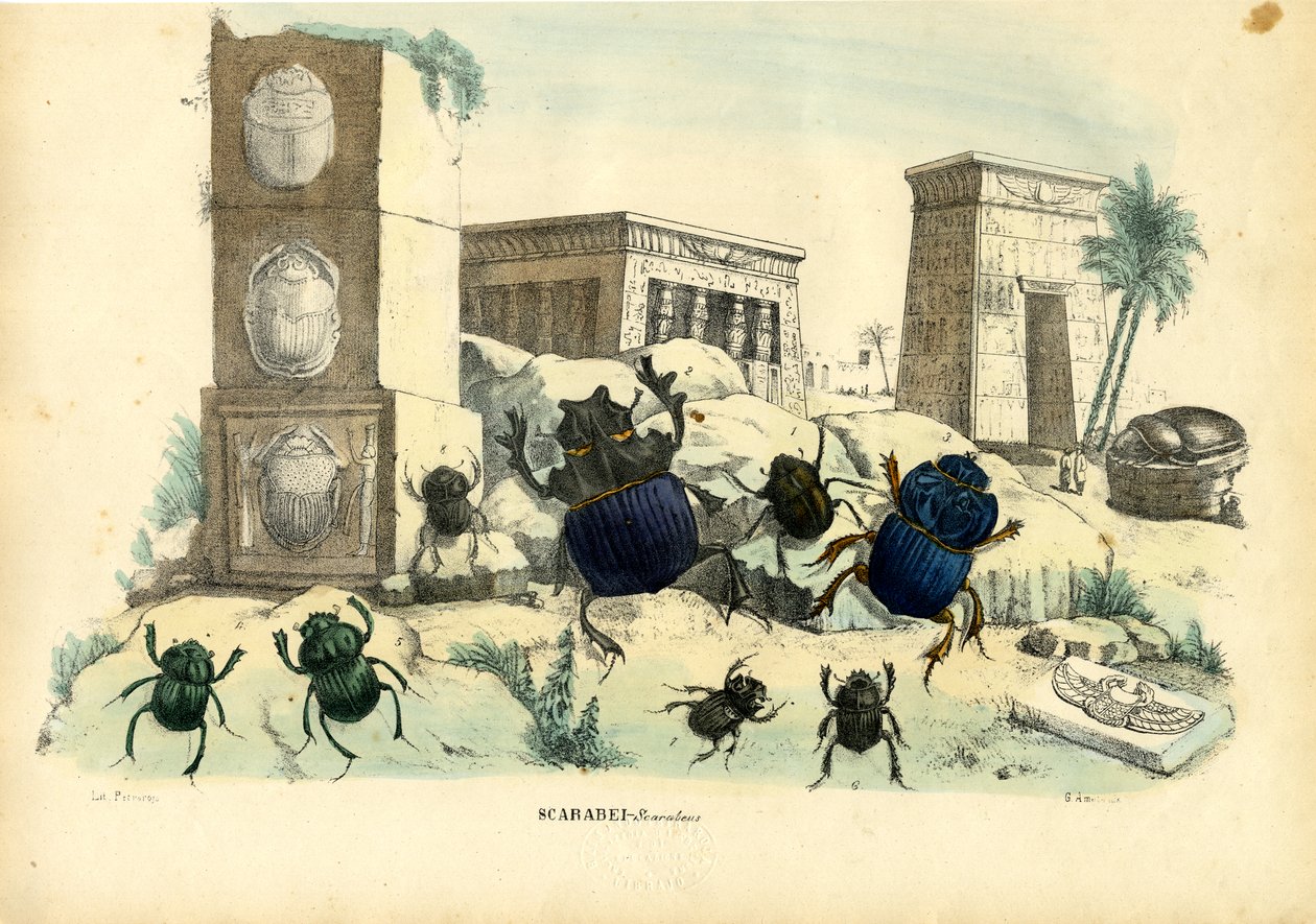 スカラベカブトムシ、1863-79 作： ライムンドペトラロイア