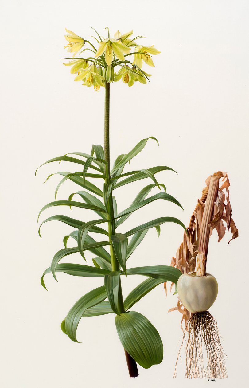 Fritillaria eduardii（油彩・板） 作： レイモンド・ブース