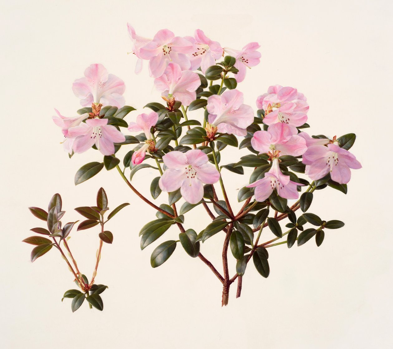 ピンクの花を咲かせたシャクナゲ（油彩・紙） 作： レイモンド・ブース
