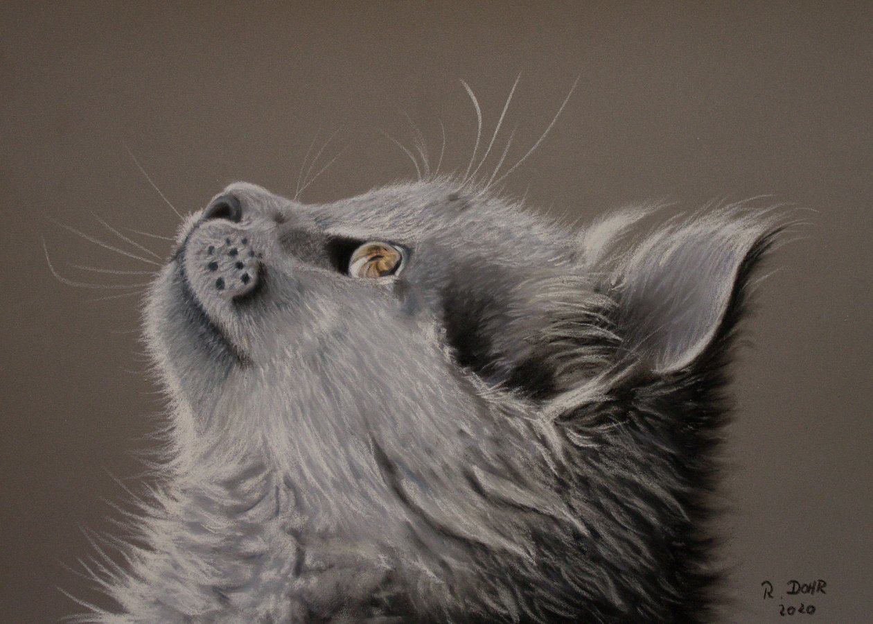 猫の瞬間 作： Renate Dohr