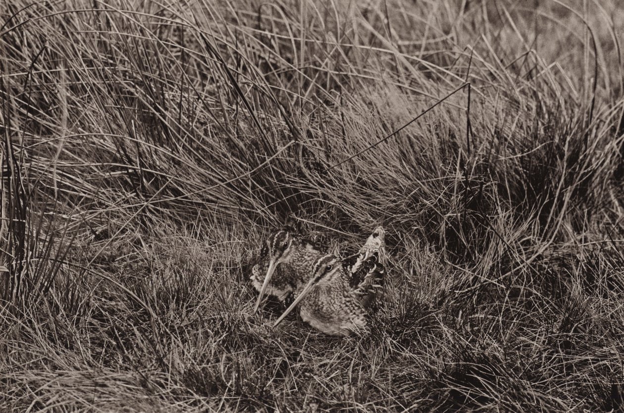 若いシギ (b/w 写真) 作： リチャードとチェリーカートン