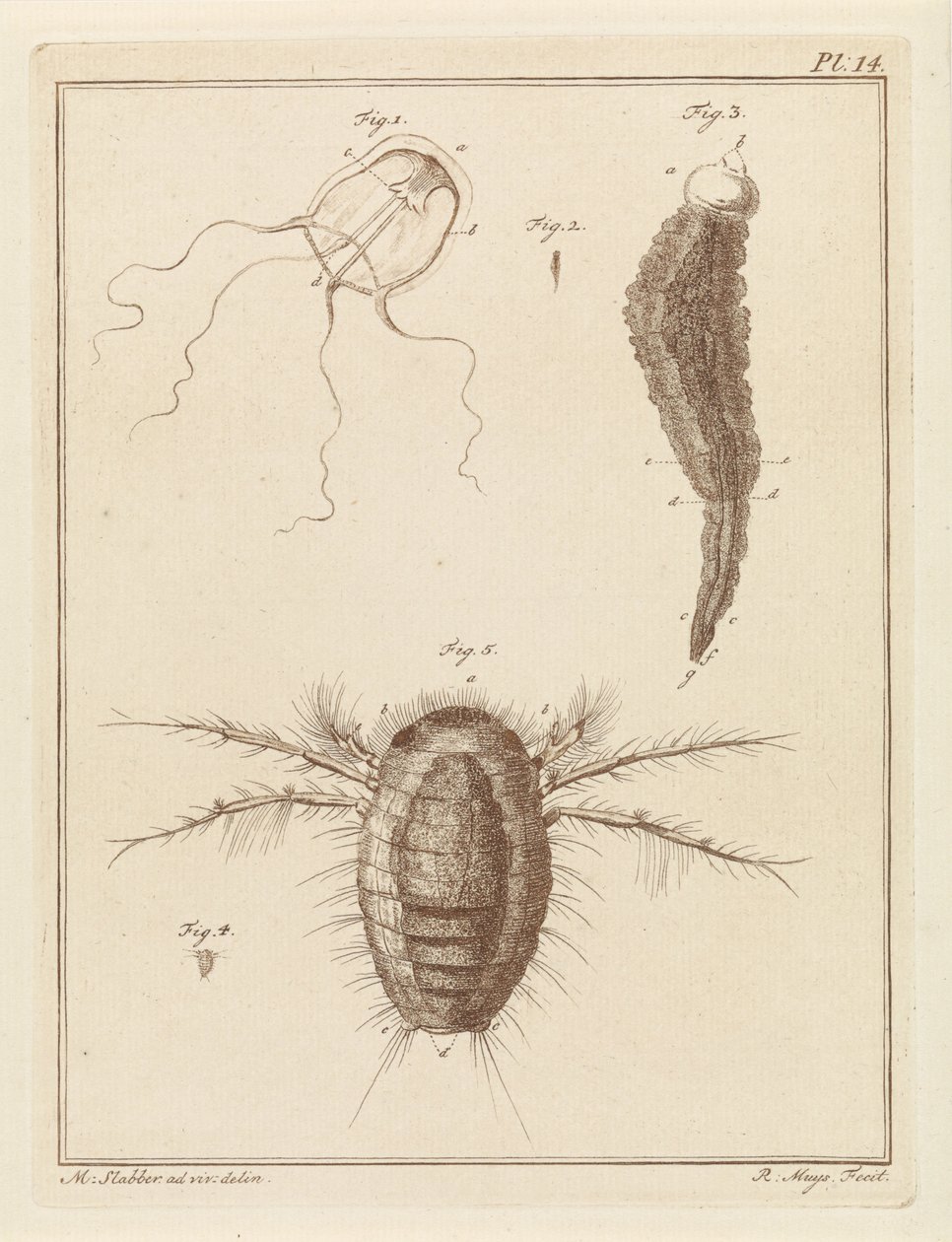 さまざまな海の生き物 作： ロバート・ミュイス